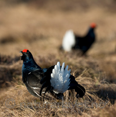 BB 09 0019 / Tetrao tetrix / Orrfugl